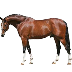 Bavarian Warmblood