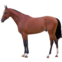 Belgian Warmbloods