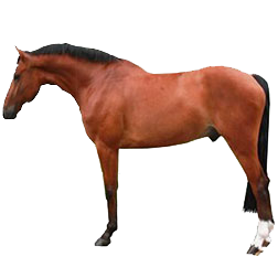 Brandenberger Warmblood