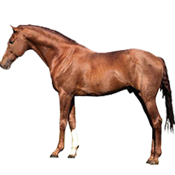 Budyonny Warmblood Horse