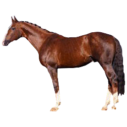 Czech Warmblood Horse