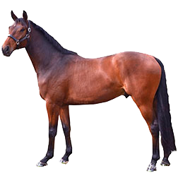 Danish Warmblood Horse