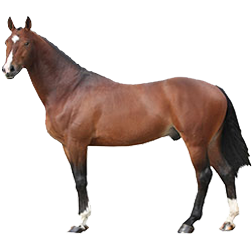 Dutch Warmblood Horse