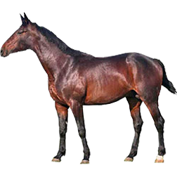 East Bulgarian Horse