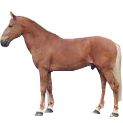 Finnish Universal Horse