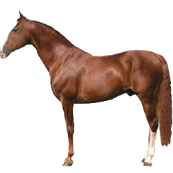 Frederiksborg Horse