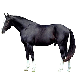 Hanoverian Stallion Horse