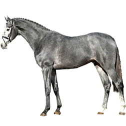 Holstein Warmblood Horse