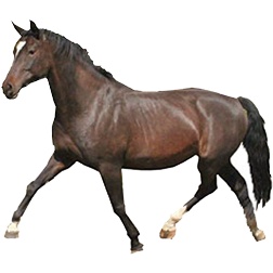 Hungarian Warmblood Horse