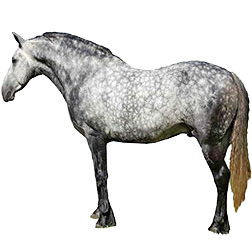 Irish Draft Horse/ Draught Horse