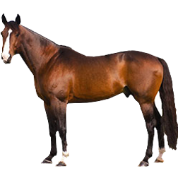 Irish Warmblood Horse
