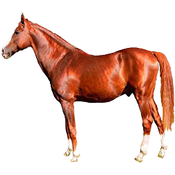 Kisber Felver Horse