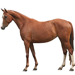 Malapolski Warmblood Horse