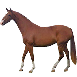 Mecklenburg Warmblood Horse
