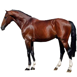 Oldenburg Warmblood Horse