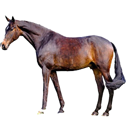 Rhinelander Warmblood Horse