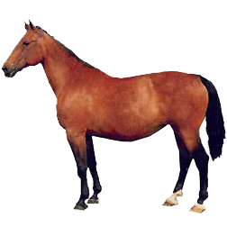 Rottaler Warmblood Horse