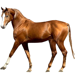Russian Don Horse