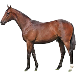 Salernitano Horse