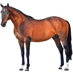 Selle Francais Horse