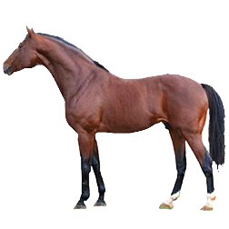 Swedish Warmblood Horse