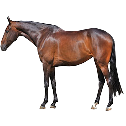 Swiss Warmblood Horse