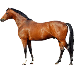 Trakehner Warmblood Horse