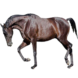 Ukrainian Riding Horse