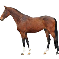 Wielkopolski Warmblood Horse