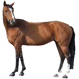 Wurttemberg Warmblood Horse