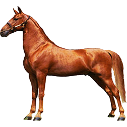 American Saddlebred Horse