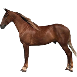 Kentucky Saddle Horse