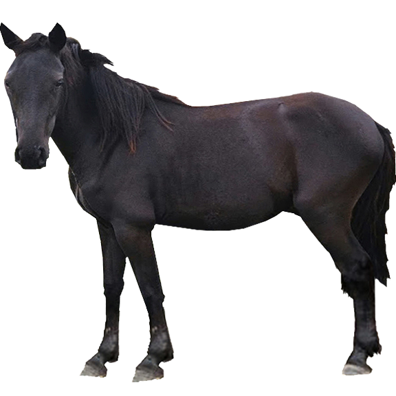 Losino Horse