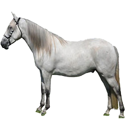 McCurdy Plantation Horse