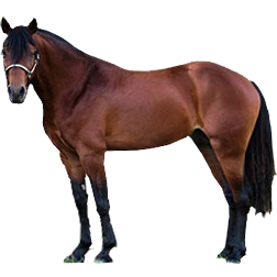 Missouri Fox Trotter Horse