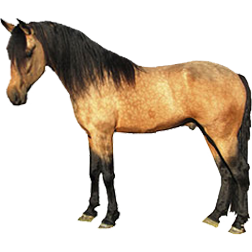 North American Single-Footer Horse