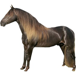Rocky Mountain Horse