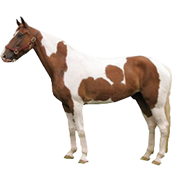 Spotted Saddle Horse