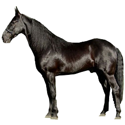 Tennessee Walking Horse