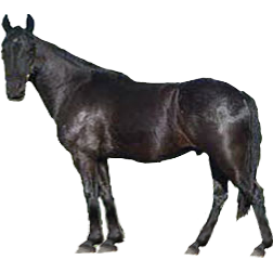 Tennuvian Horse