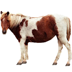 Virginia Highlander Horse