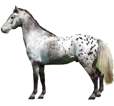 Walkaloosa Horse