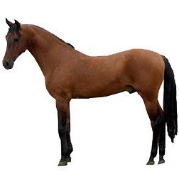 Iomud Horse