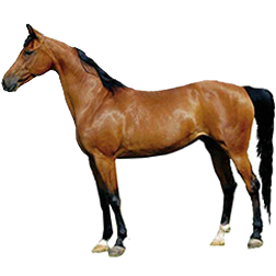 Arabian Horse