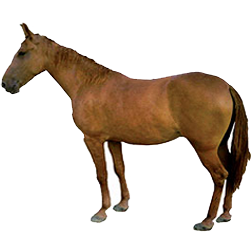 Balichi Horse