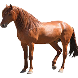Barb Horse