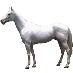 Camarillo White Horse