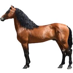 Canadian Horse