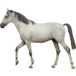 Deliboz Horse