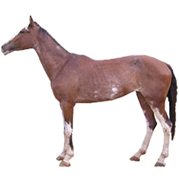 Dongola Horse